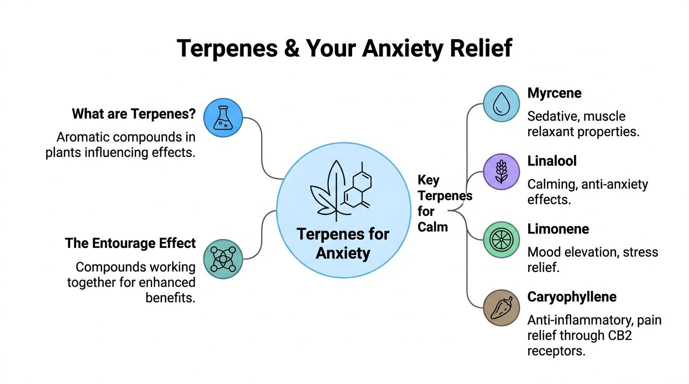 An infographic titled Terpenes and Your Anxiety Relief explaining beneficial plant compounds and specific terpenes for calm.