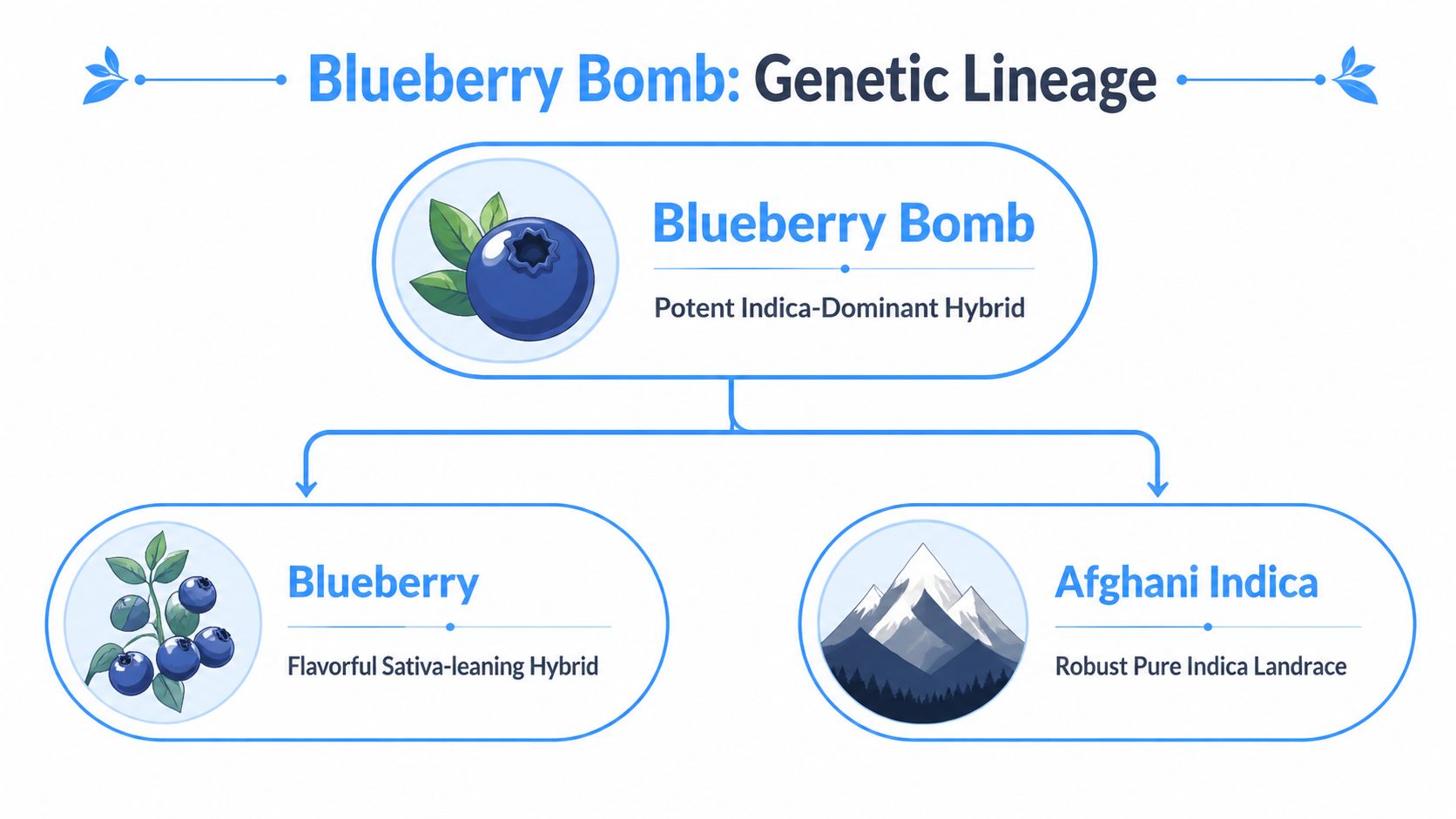 A diagram illustrating the genetic lineage of the Blueberry Bomb strain, showing its parentage from Blueberry and Afghani Indica.