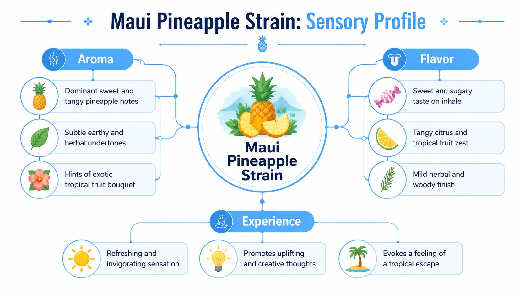 An infographic detailing the sensory profile of the Maui Pineapple strain, covering aroma, flavor, and user experience.