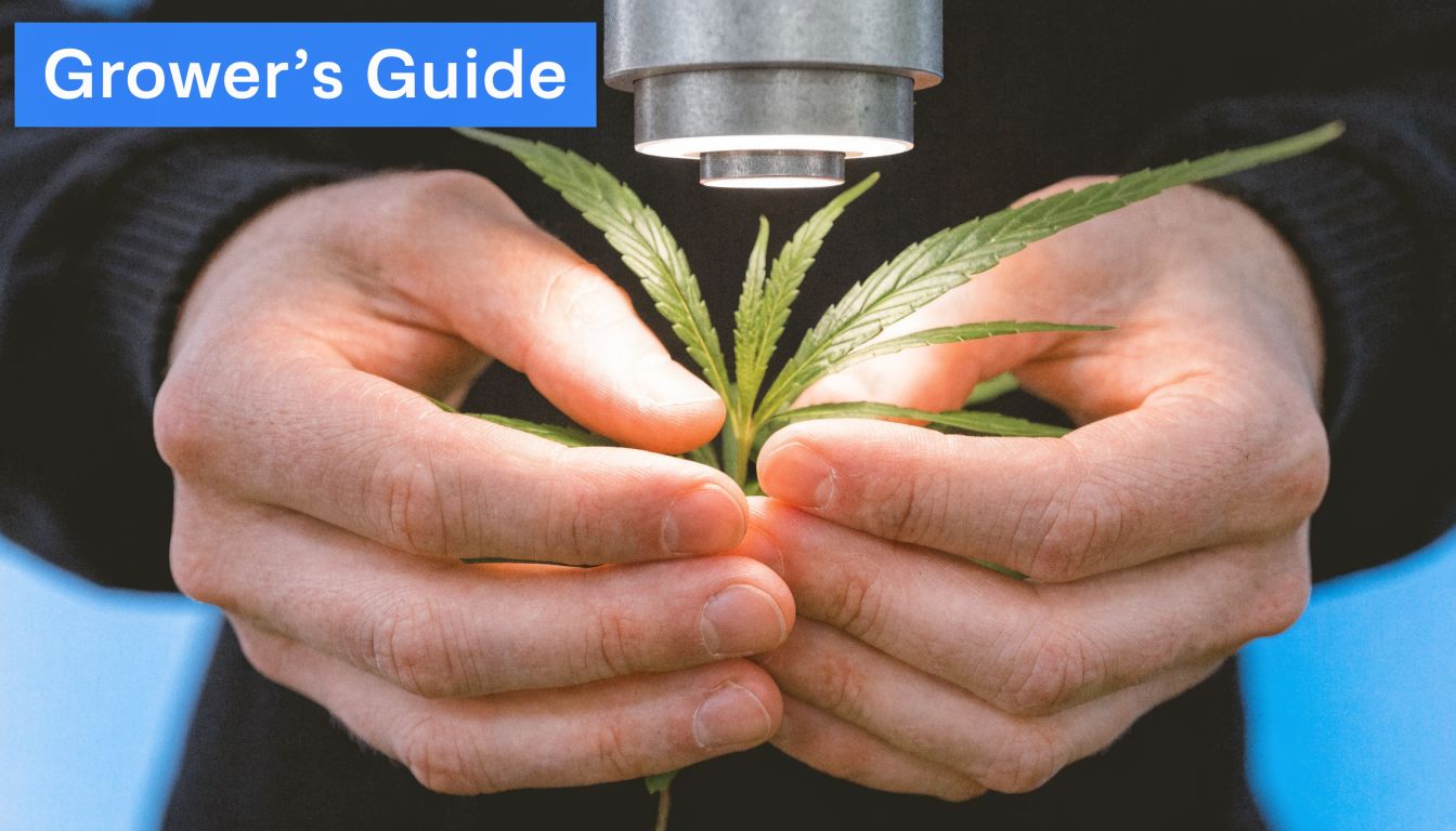 A close-up view of hands holding a small cannabis seedling under a bright LED light.