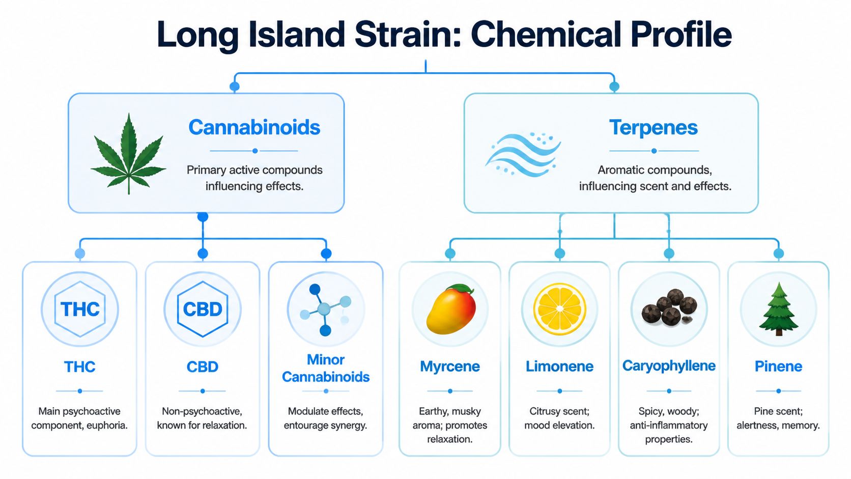 An infographic detailing the chemical profile of the Long Island cannabis strain, highlighting its cannabinoids and terpenes.
