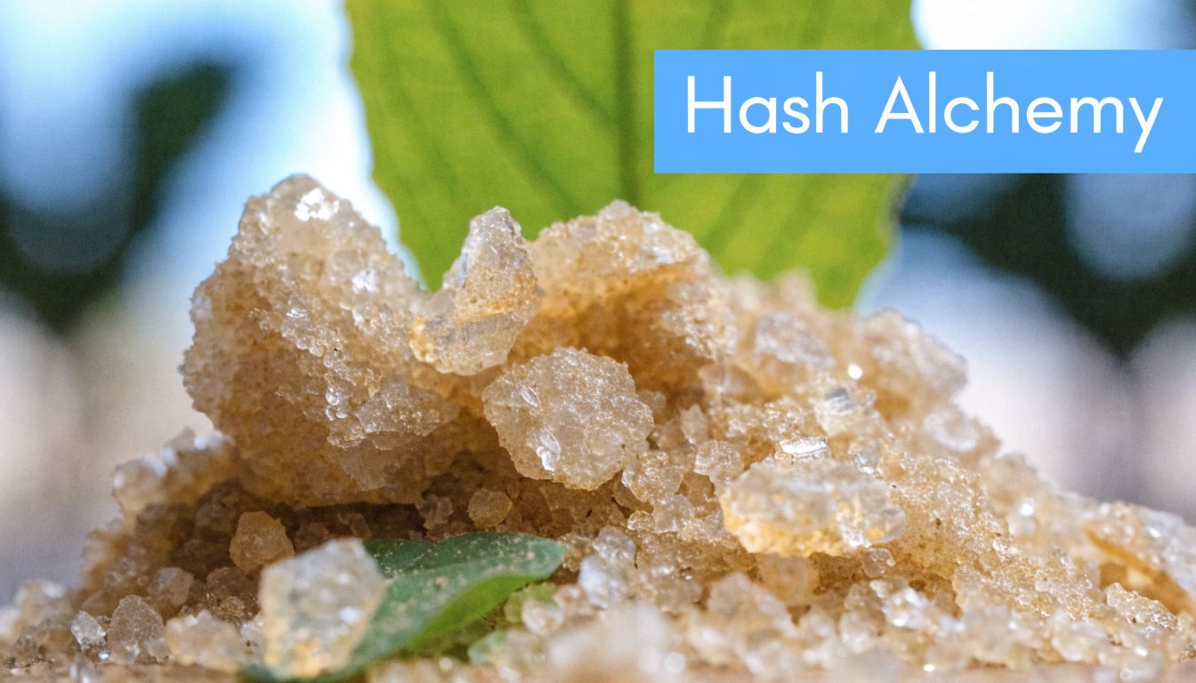 A close-up view of golden cannabis resin crystals resting on green leaves with Hash Alchemy text overlay.