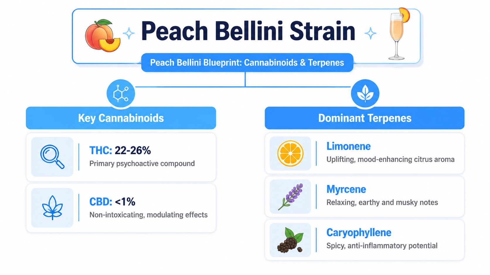 A detailed infographic titled Peach Bellini Strain, illustrating its cannabinoid content and dominant terpene profile with icons.