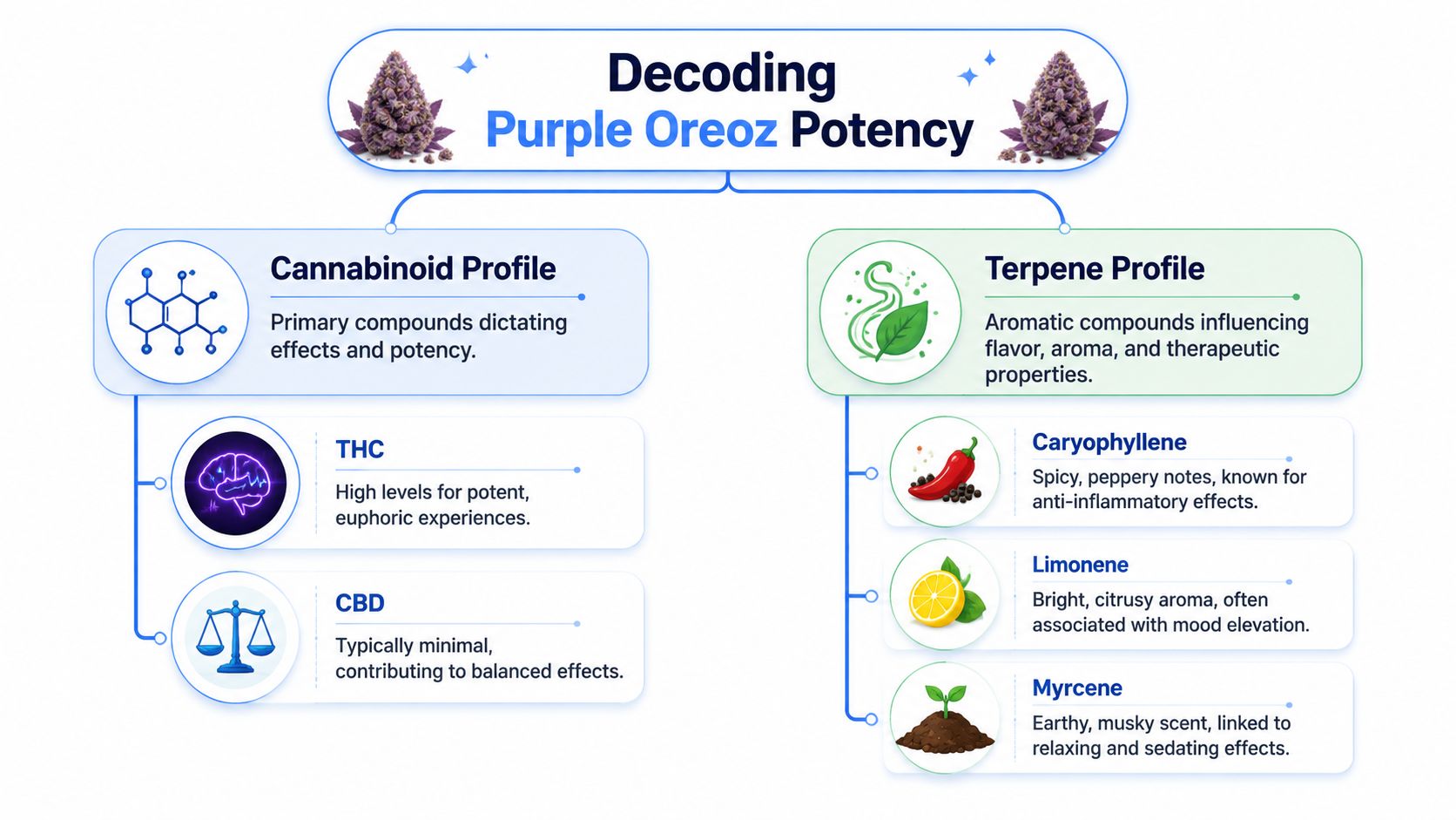 An educational infographic explaining the cannabinoid and terpene profile of the Purple Oreoz cannabis strain.